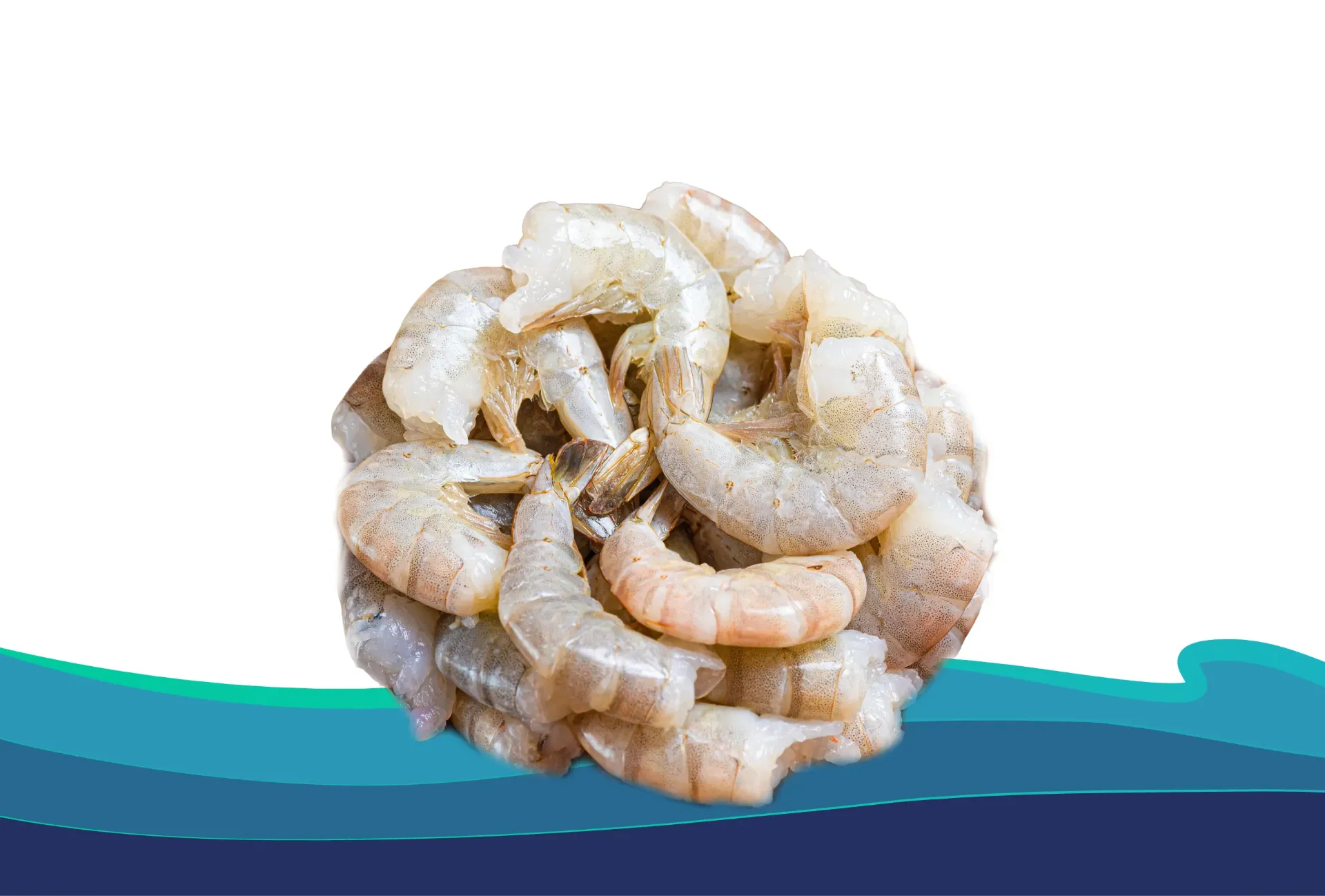 CAMARÒN C. 41-50 SHELON